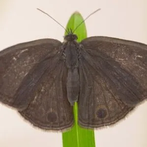 thumbnail for publication: Carolina Satyr Hermeuptychia sosybius (Fabricius, 1793) (Insecta: Lepidoptera: Nymphalidae: Satyrinae: Satyrini: Euptychiina)